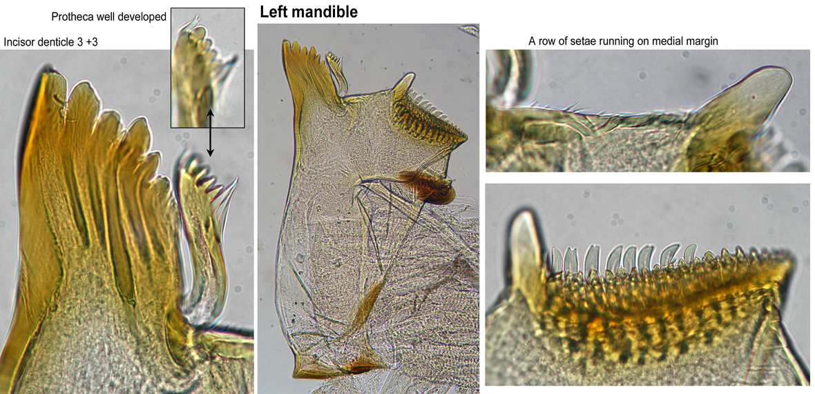 Left mandible