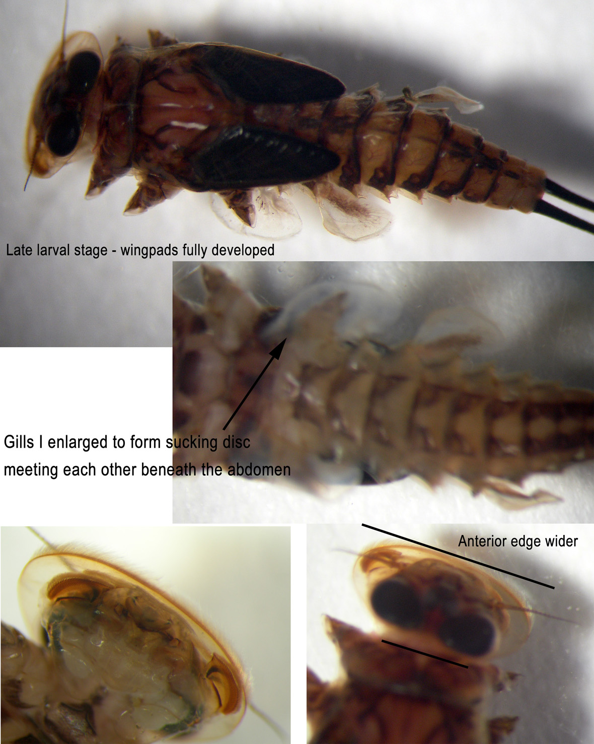 Mature larva