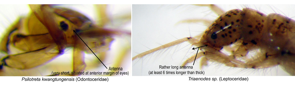 Comparison of antennae