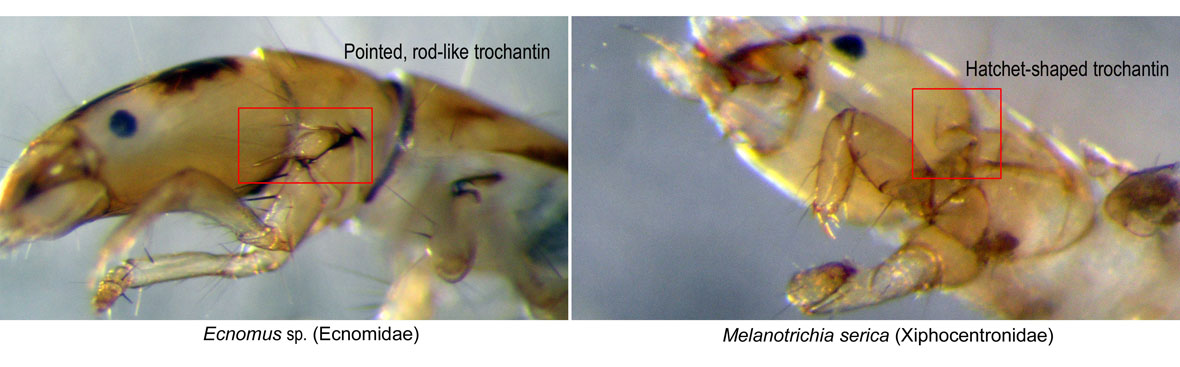Comparison of trochantin