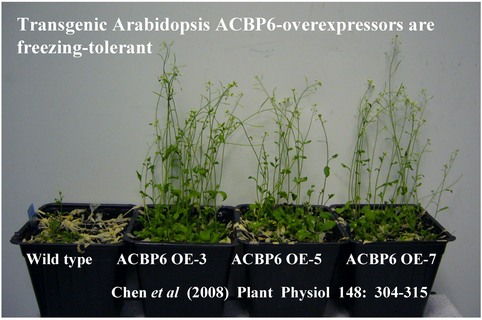 Transgenic Arabidopsis ACBP6-overexpressors are freezing-tolerant