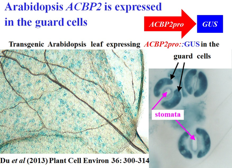 Arabidopsis ACBP2 is expressed in the guard cells