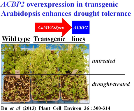 ACBP2 overexpression in transgenic Arabidopsis enhances drought tolerance