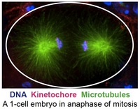 Fig 2 DNA Kinetochore Microtubules. A 1-cell embryo in anaphase of mitosis