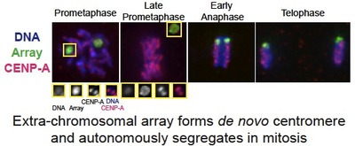 Fig 3 Extra-chromosomal array forms de novo centromere and autonomously segregation in mitosis