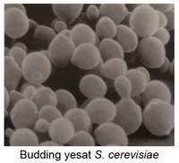 Fig 4 Budding yeast S. cerevisiae
