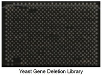 Fig 5 Yeast Gene Deletion Library