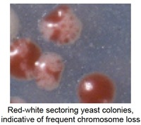 Fig 6 Red-white sectoring yeast colonies, indicative of freguenty chromosome loss