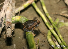 juvenile