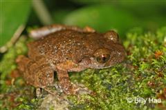 adult 1