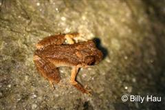 juvenile