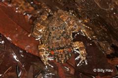 adult 1