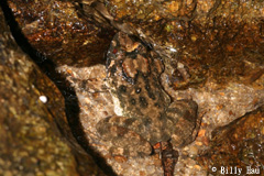 adult 3