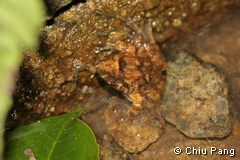 adult 4
