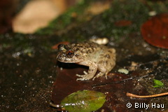 adult 3