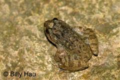 adult 1