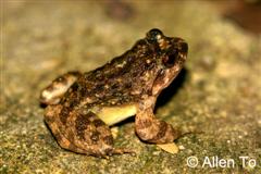 adult 4