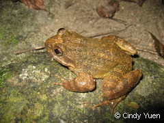 adult 3