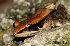 adult 5