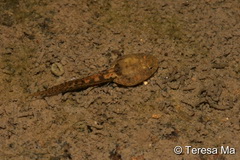 tadpole