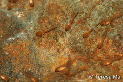 tadpole 2