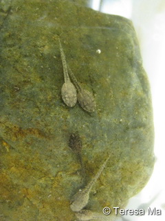 tadpole 1