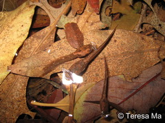 tadpole