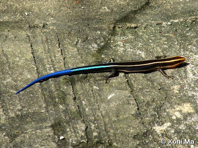 Garden Adventures Creature Feature Blue Tailed Skink
