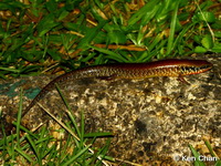 Ateuchosaurus chinensis