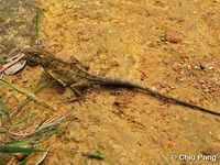 Calotes versicolor