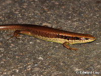Eutropis longicaudata