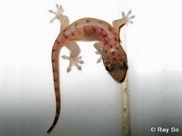 Gehyra mutilata