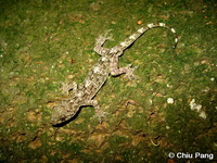 Gekko chinensis