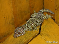 Gekko gecko