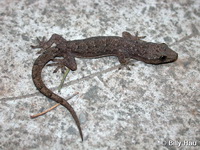 Hemidactylus bowringii