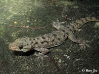 Hemidactylus brookii