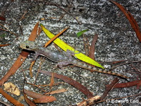 Hemidactylus garnotii