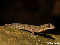 Hemiphyllodactylus sp.