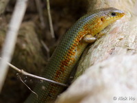 Plestiodon chinensis chinensis