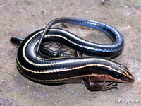 Plestiodon elegans