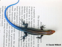 Plestiodon tamdaoensis