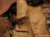 Scincella modesta