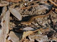 Scincella reevesii