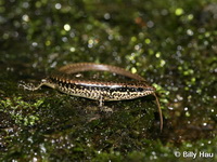 Sphenomorphus incognitus