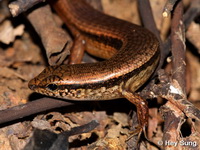 Sphenomorphus indicus