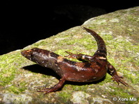Tropidophorus sinicus