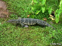 Varanus salvator
