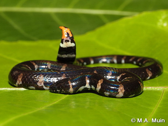 Red-tailed Pipe Snake 