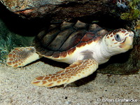 Caretta caretta