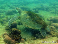 Chelonia mydas